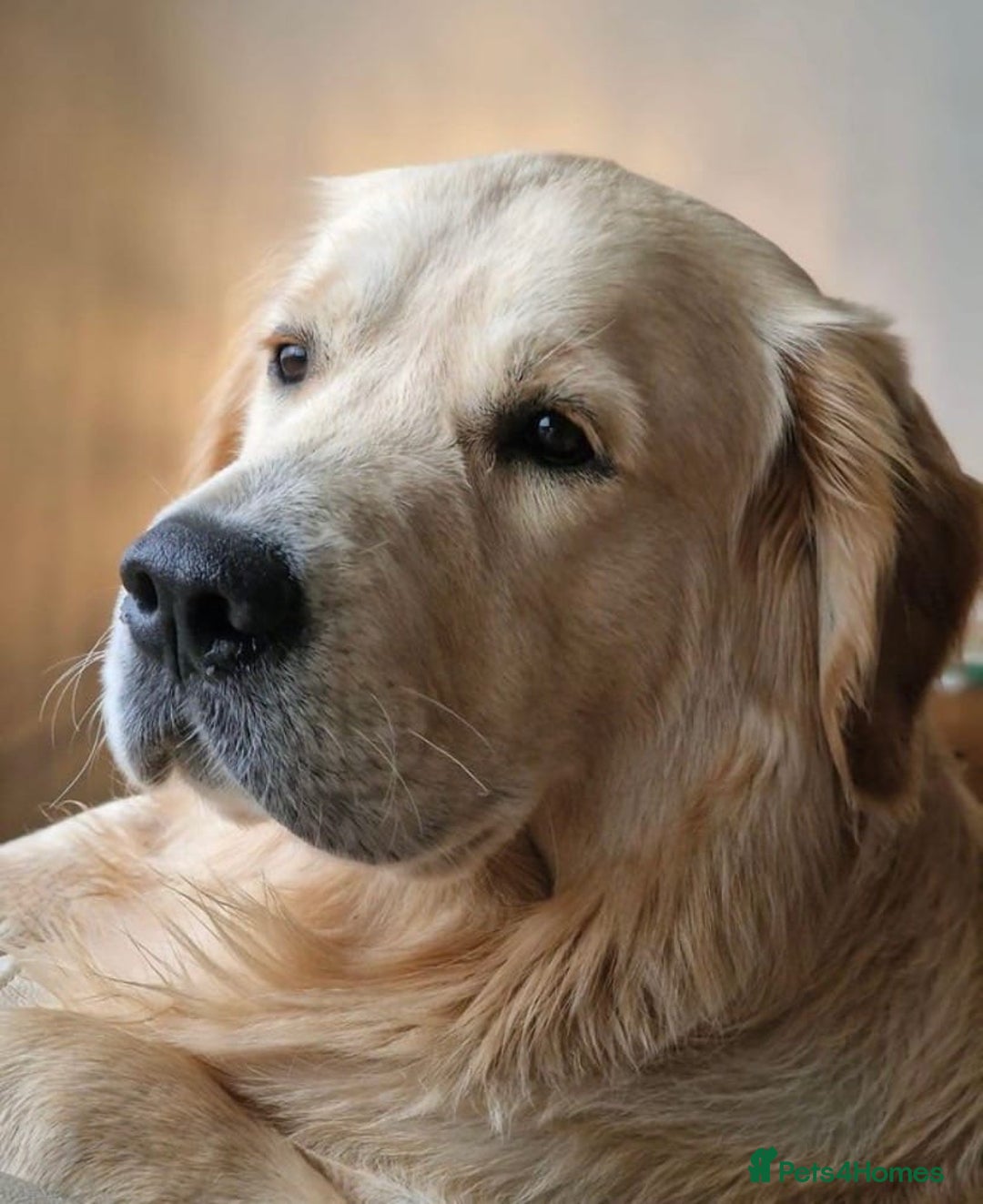Golden Retriever dogs for sale: Golden retriever puppies confirmed (due 15/11) - Image 12