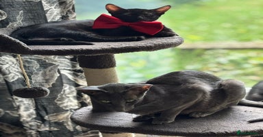 Mixed Breed cats - Advert 14