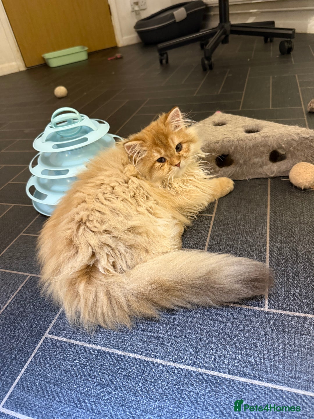 British Longhair cats for sale: GCCF reg BLH Last Chocolate Golden Male - Advert 3