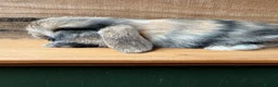 Mini Lop rabbits for sale: MINI LOP BUNNIES - PEDIGREE  - Advert 15