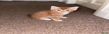 Domestic Shorthair 5