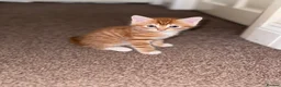 Domestic Shorthair cats for sale: Ginger longhair kitten - Advert 2