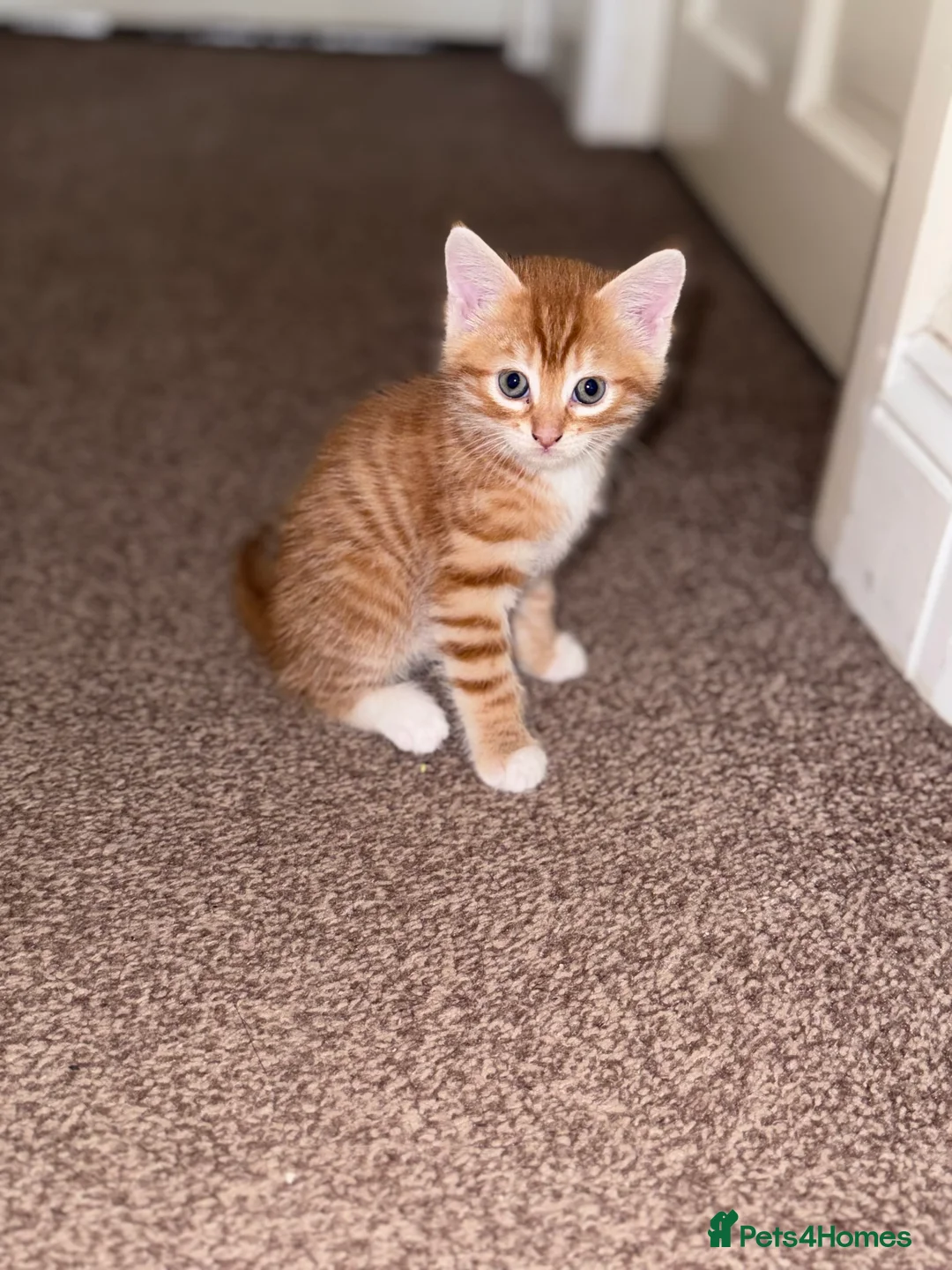 Domestic Shorthair cats for sale: Ginger longhair kitten - Advert 2