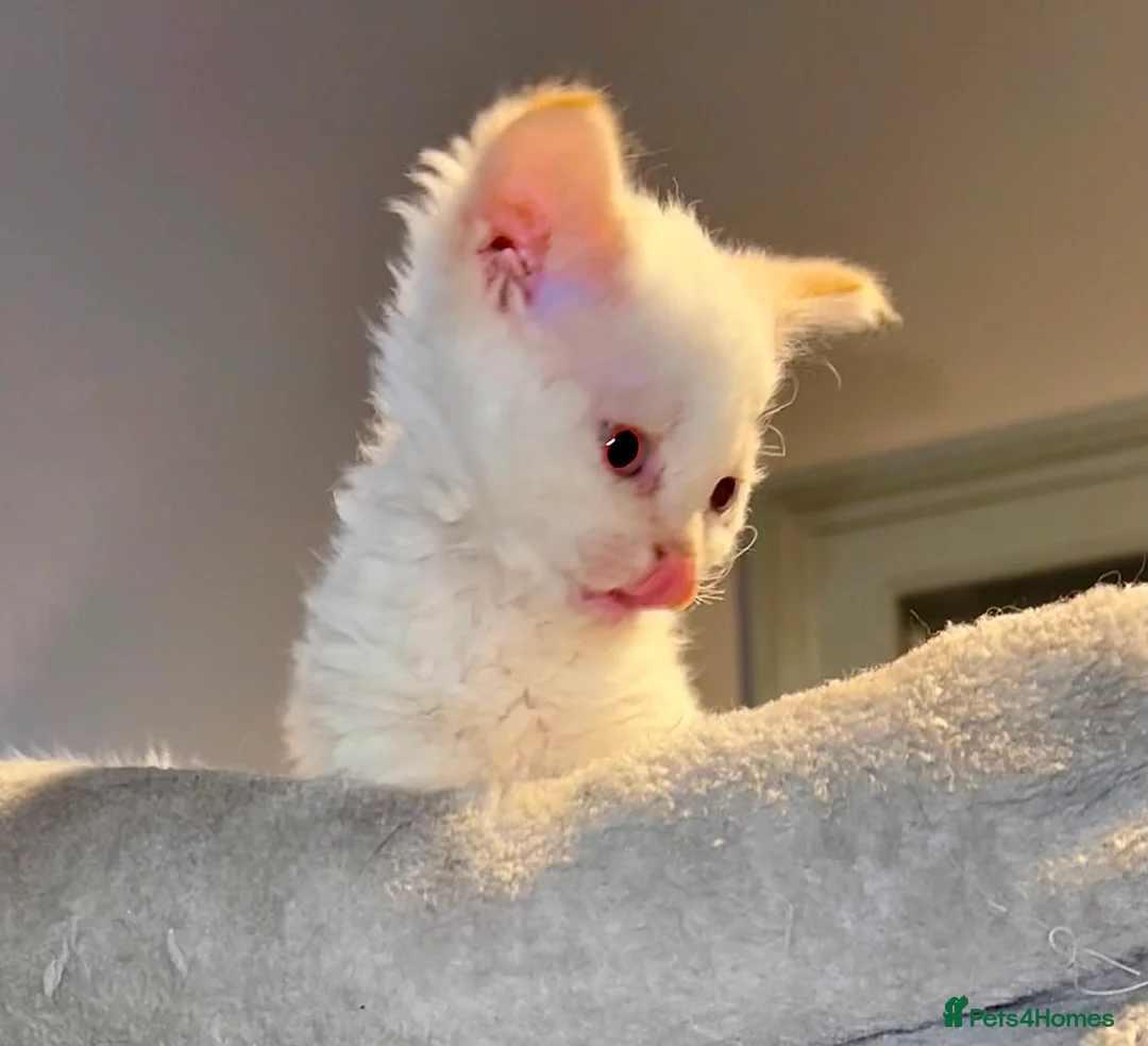 Selkirk Rex cats for sale: Stunning Selkirk rex kittens - Advert 20