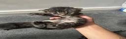 Domestic Shorthair cats for sale: 4 beautiful kittens looking for a forever home - Advert 23