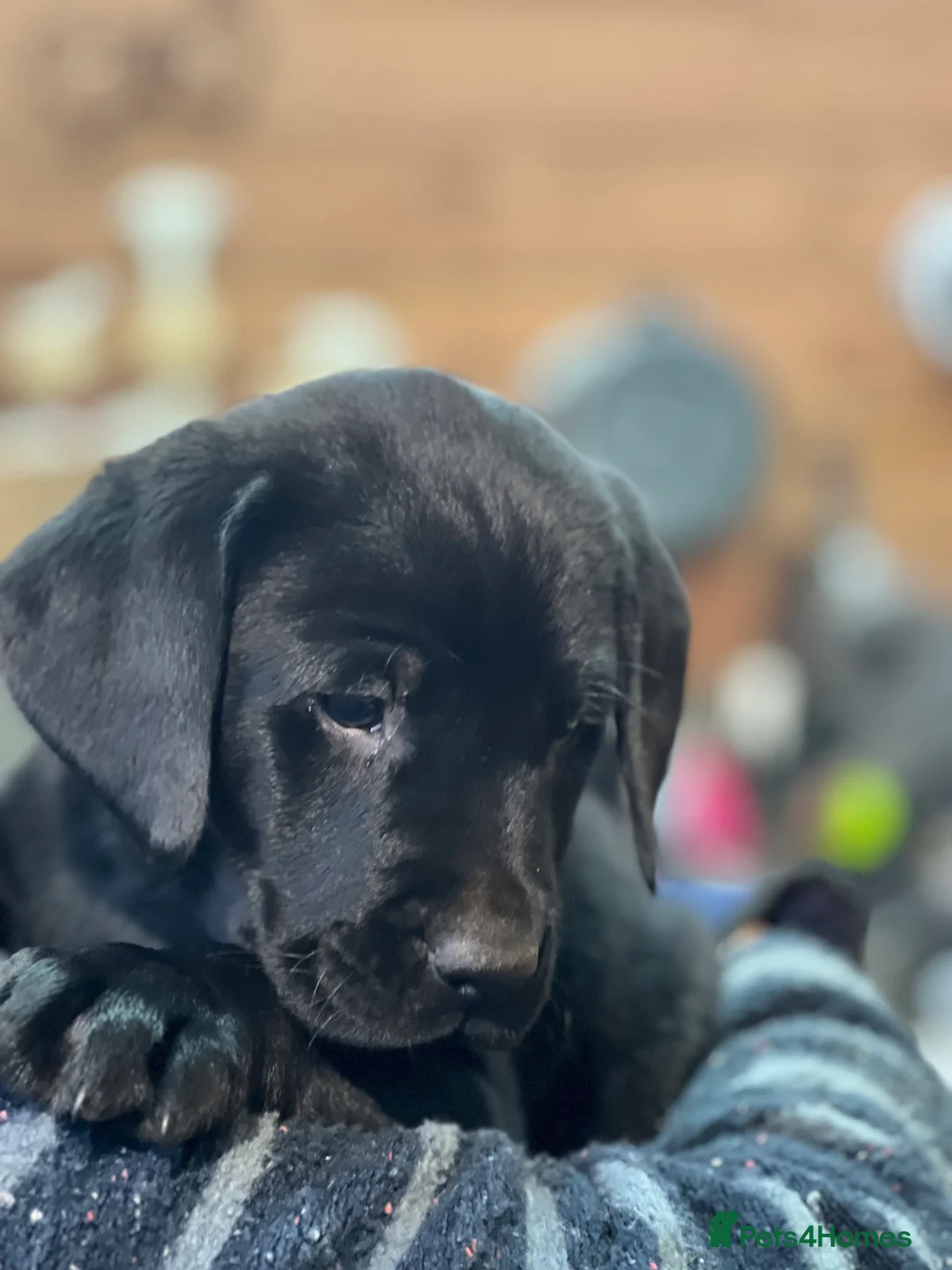 Labrador Retriever dogs for sale: KC Labrador Pups Chunky Traditional  Working - Advert 17