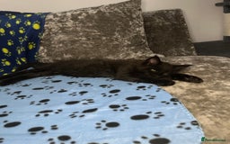 Maine Coon cats for sale: XXL Maine Coon Kittens Double TICA Champion lines  - Image 29