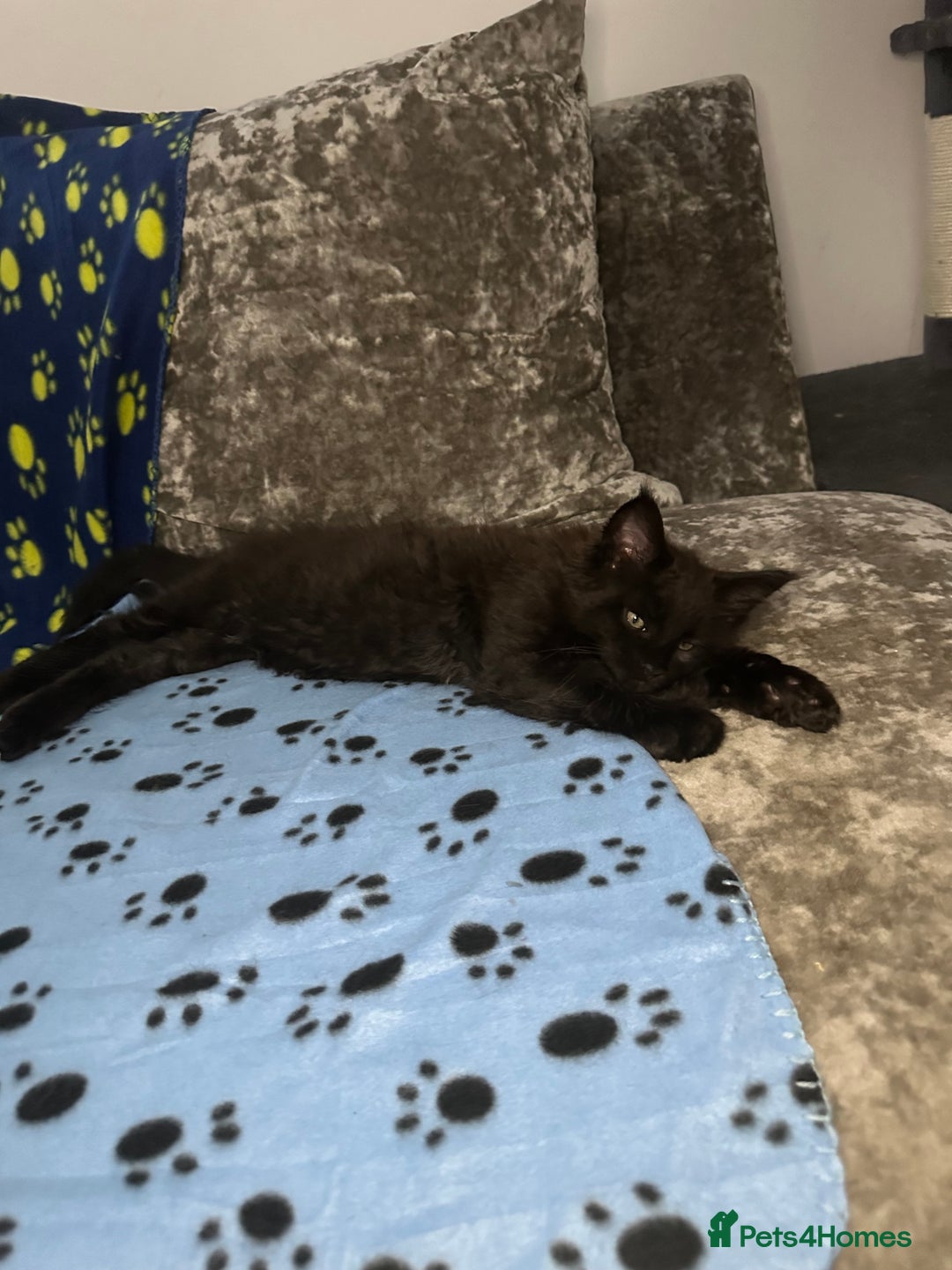 Maine Coon cats for sale: XXL Maine Coon Kittens Double TICA Champion lines  - Image 29