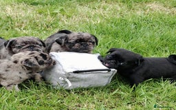 Pug dogs for sale: Pug puppies-Merle, panda and koi - Image 8