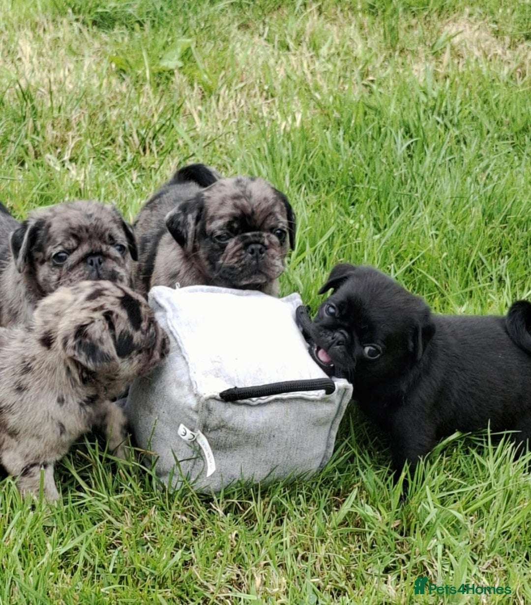 Pug dogs for sale: Pug puppies-Merle, panda and koi - Image 8