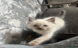 Ragdoll cats for stud: Ragdoll stud  - Image 3