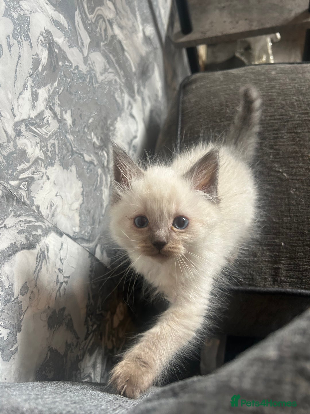 Ragdoll cats for stud: Ragdoll stud  - Image 3