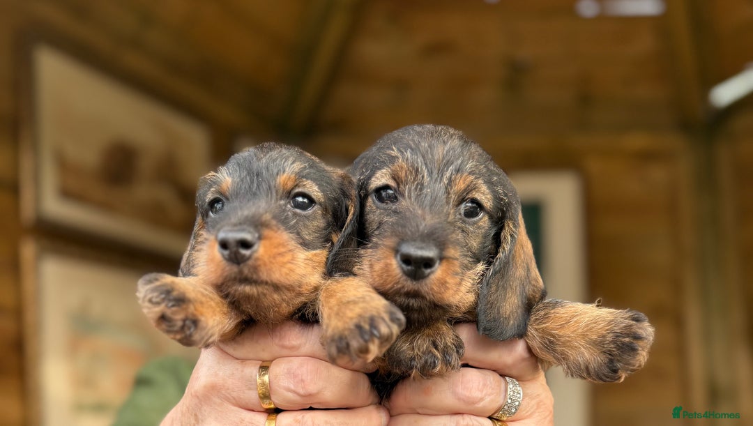 Long wire Miniature Dachshund Puppies for sale Pets4Homes