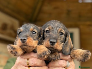 Miniature Dachshund dogs - Advert 20