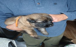 German Shepherd dogs for sale: German shepherd puppies  - Image 4