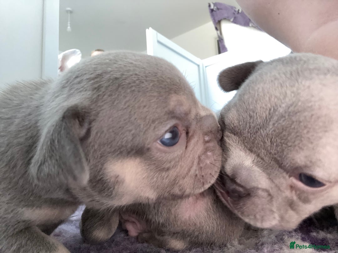 French Bulldog dogs for sale: Gorgeous French bulldog puppies READY MONDAY!!  - Image 4