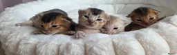 Abyssinian cats for sale: ⚜️Beautiful Abyssinian Kittens🏆 - Advert 13