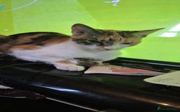 Mixed Breed cats for sale: 2 year old Female Calico Cat  - Image 2
