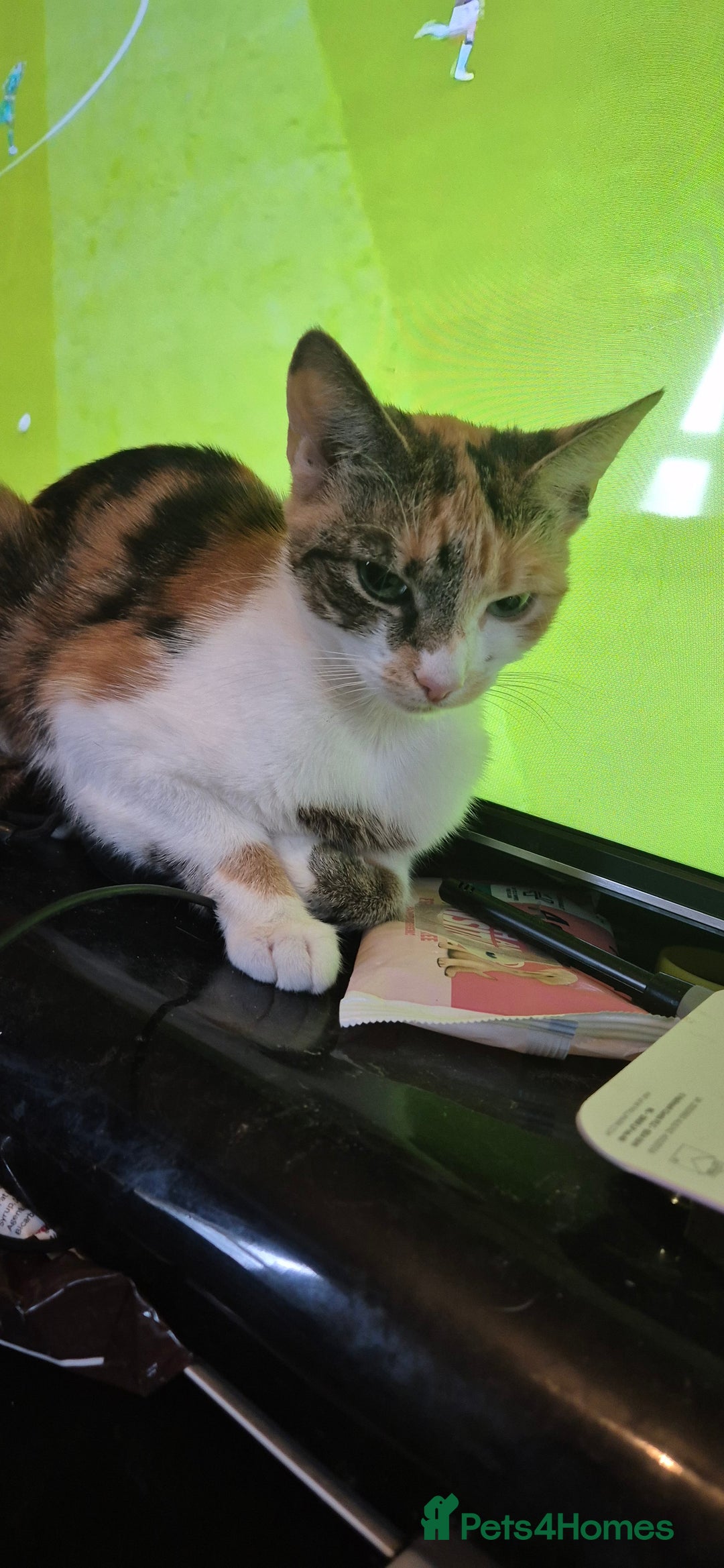 Mixed Breed cats for sale: 2 year old Female Calico Cat  - Image 2
