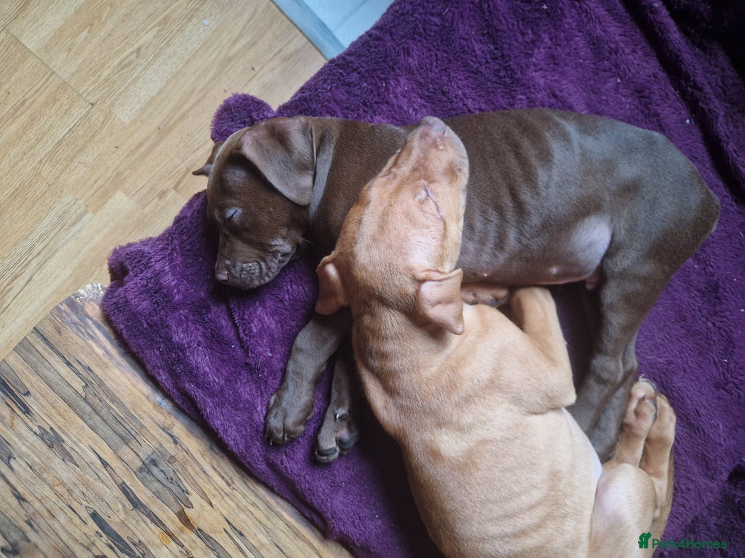 Mixed Breed dogs for sale: Doberman/labrador x american bulldog/english staff - Advert 26