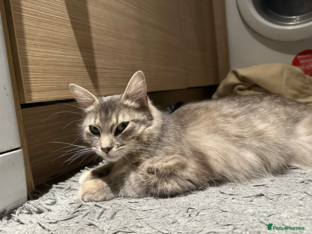 Ragdoll cats for sale: ragdoll for sale, urgent!! - Advert 7