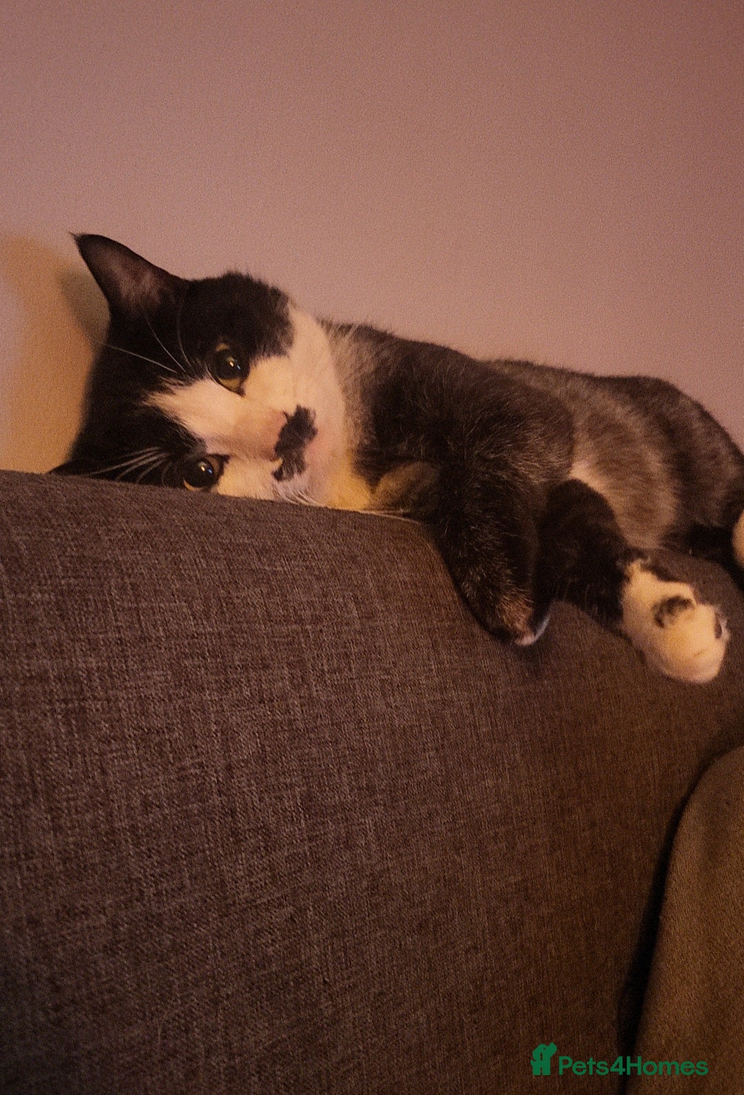 Mixed Breed cats for sale: Male cat needing a new home - Advert 1