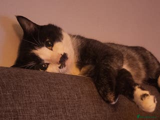 Mixed Breed cats Male cat needing a new home - Advert 2