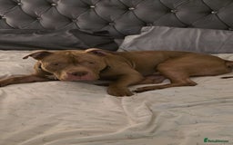 American Bully dogs for stud: Tan and white Boy American bully  - Image 5