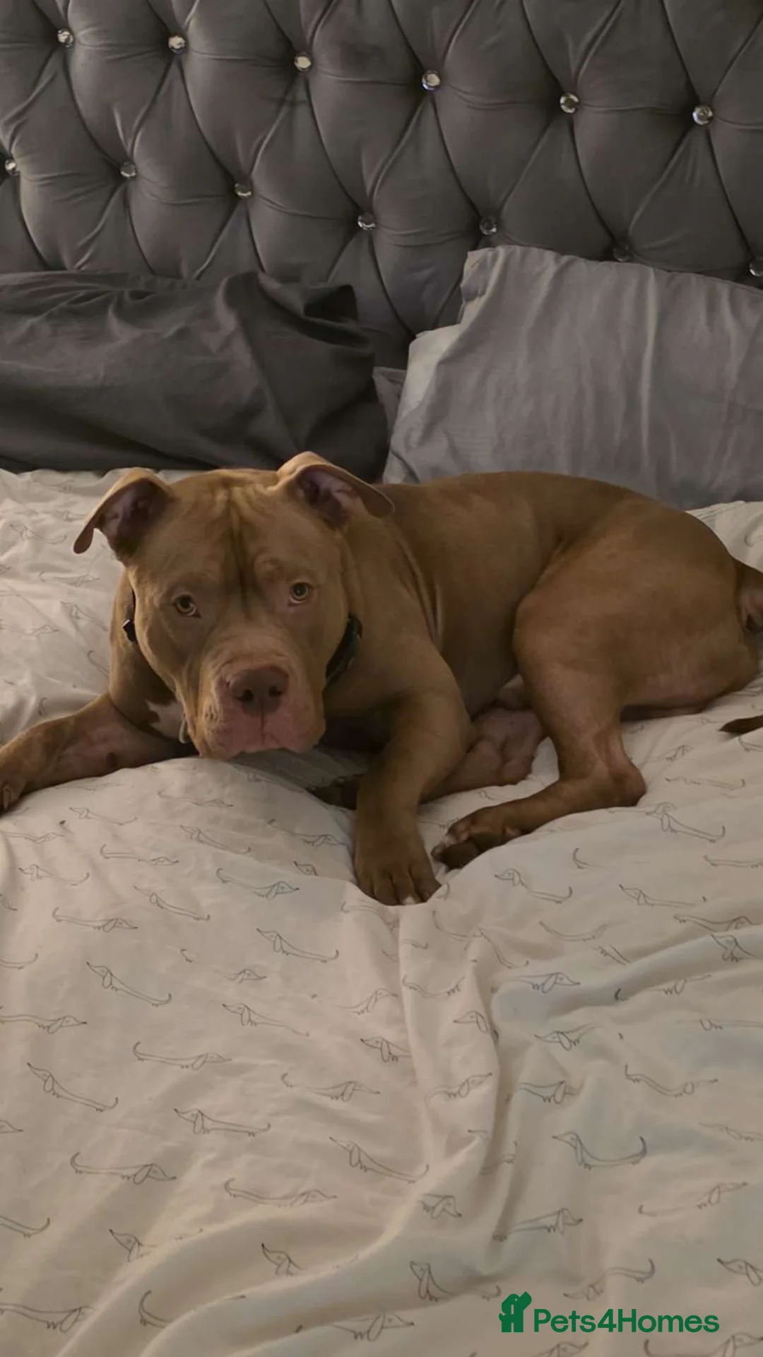 American Bully dogs for stud: Boy Pocket American bully  - Advert 5