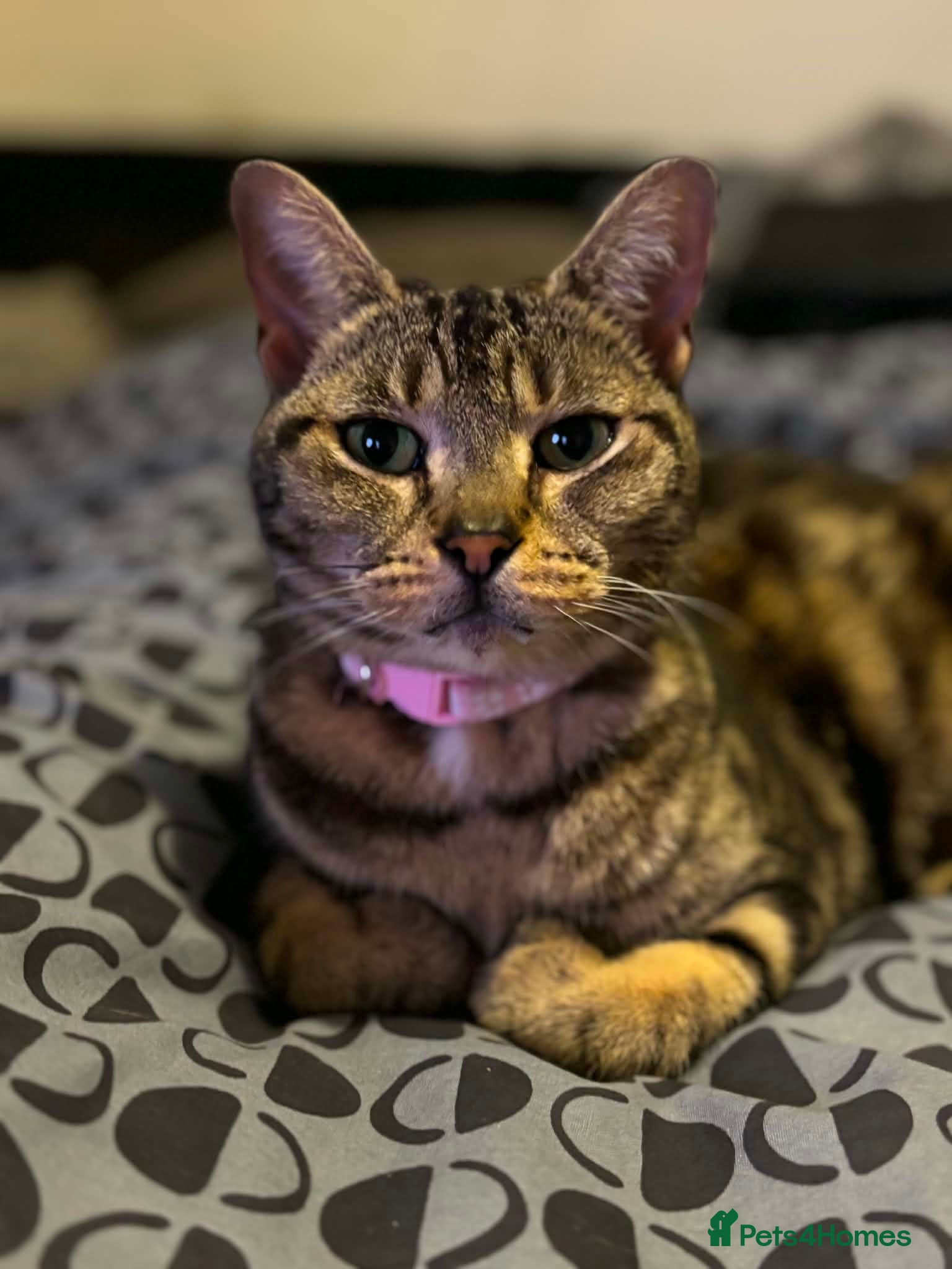 Mixed Breed cats Bengal cross kittens  - Advert 12