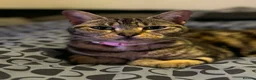 Mixed Breed cats for sale: Bengal cross kittens  in Grays - Advert 1