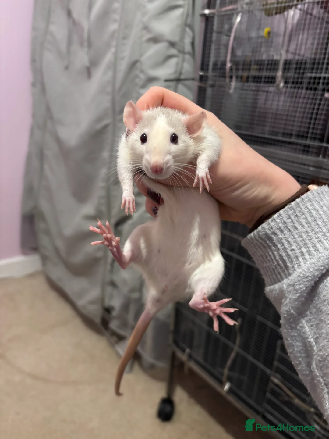 Rat rodents for sale: 3 female dumbo rats - Advert 2