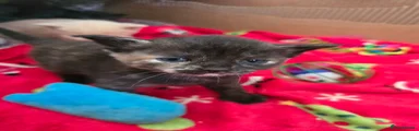 Mixed Breed Kitten 5