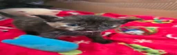 Mixed Breed cats for sale: 6x Gorgeous kittens - Advert 17