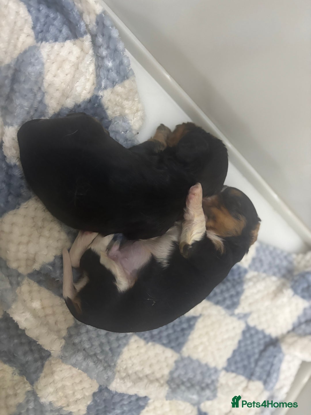 Cavalier King Charles Spaniel dogs for sale: Two beautiful kc boys  - Advert 22