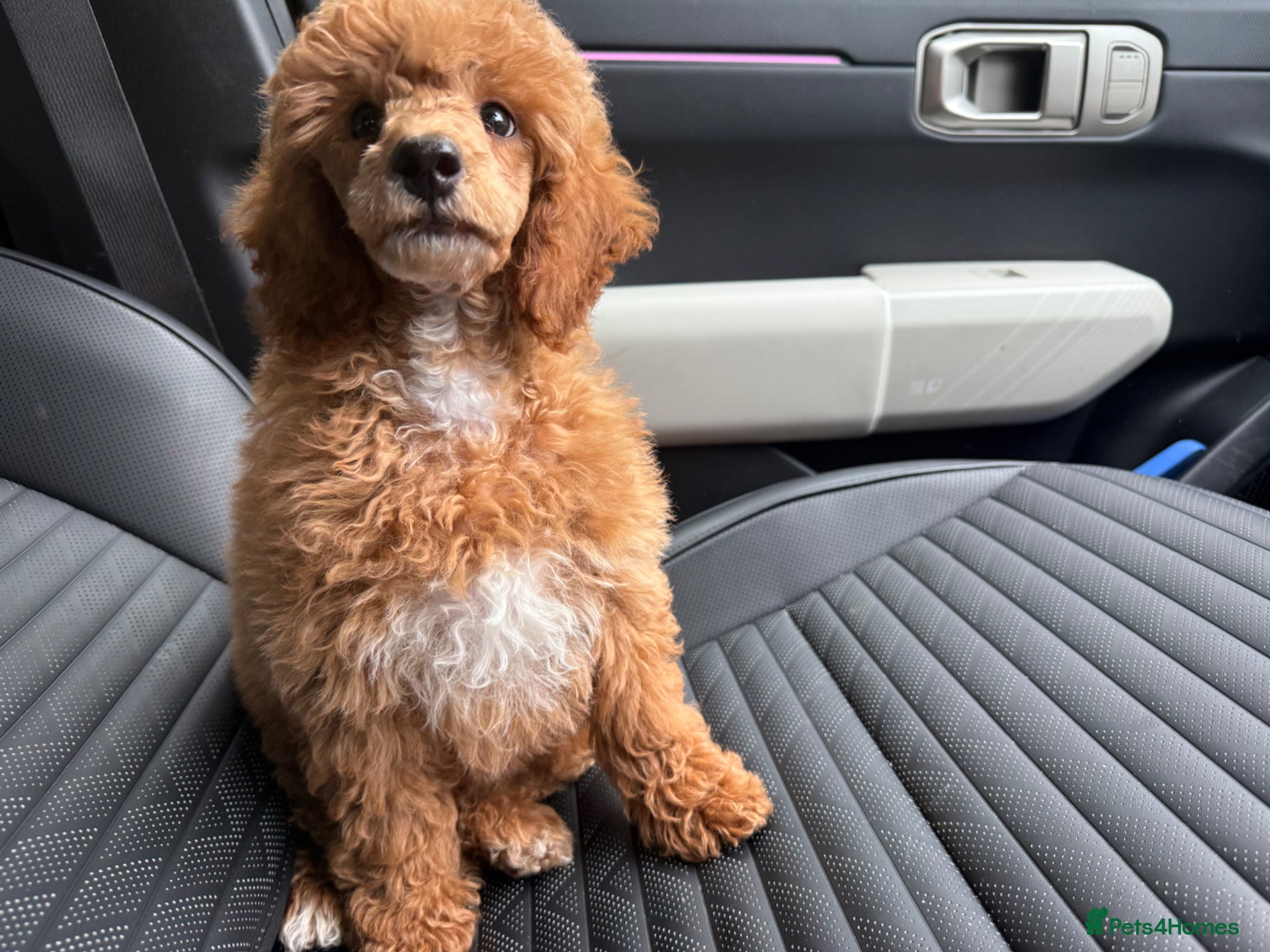 Miniature Poodle dogs 1 stunning boy available. Full kc & DNA clear.  - Advert 2