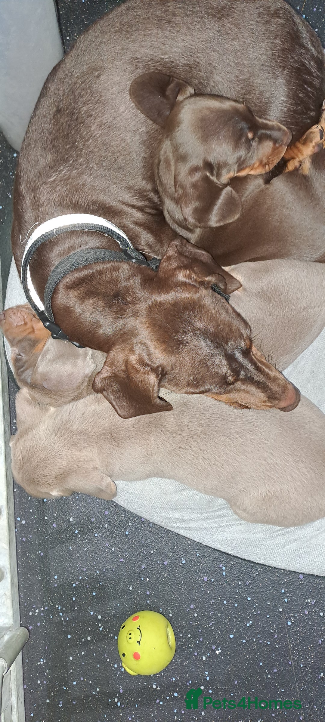 Miniature Dachshund dogs for sale: Miniature dachshund kc reg  - Image 13