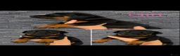 Dobermann dogs for sale: Doberman puppies - Advert 5
