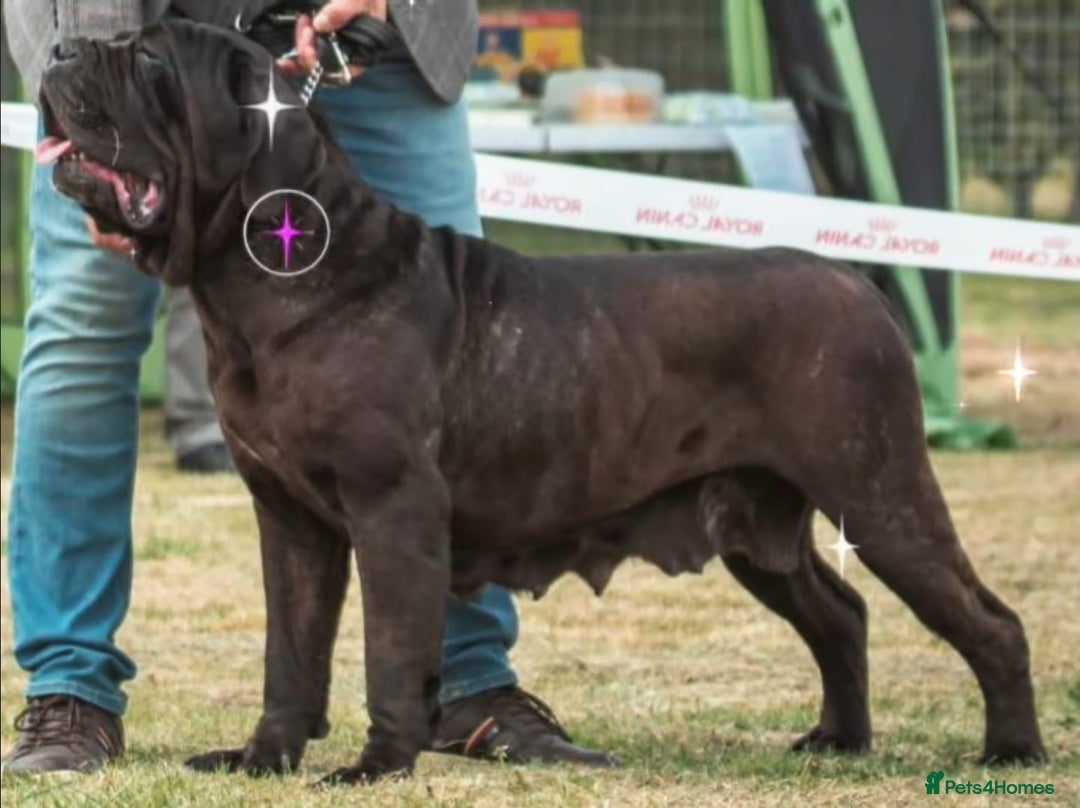Neapolitan Mastiff dogs for sale: Makaevo Puppies - Advert 12