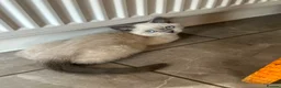 British Shorthair cats for sale: Gccf Registered kittens  - Advert 12