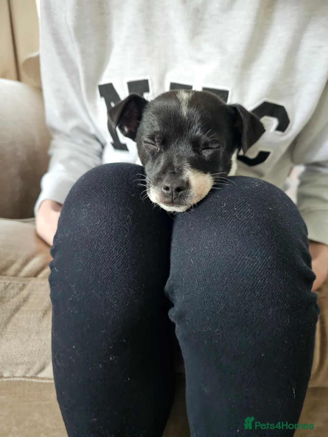 Jack Chi dogs for stud: Chihuahua x Jack Russell For Stud - Advert 10