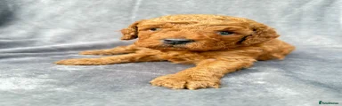 Cavapoo Puppy 3