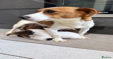 Mixed Breed dogs - Advert 12