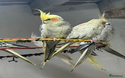 Cockatiels birds for sale: Cockatiel Aviary for sale  - Image 2