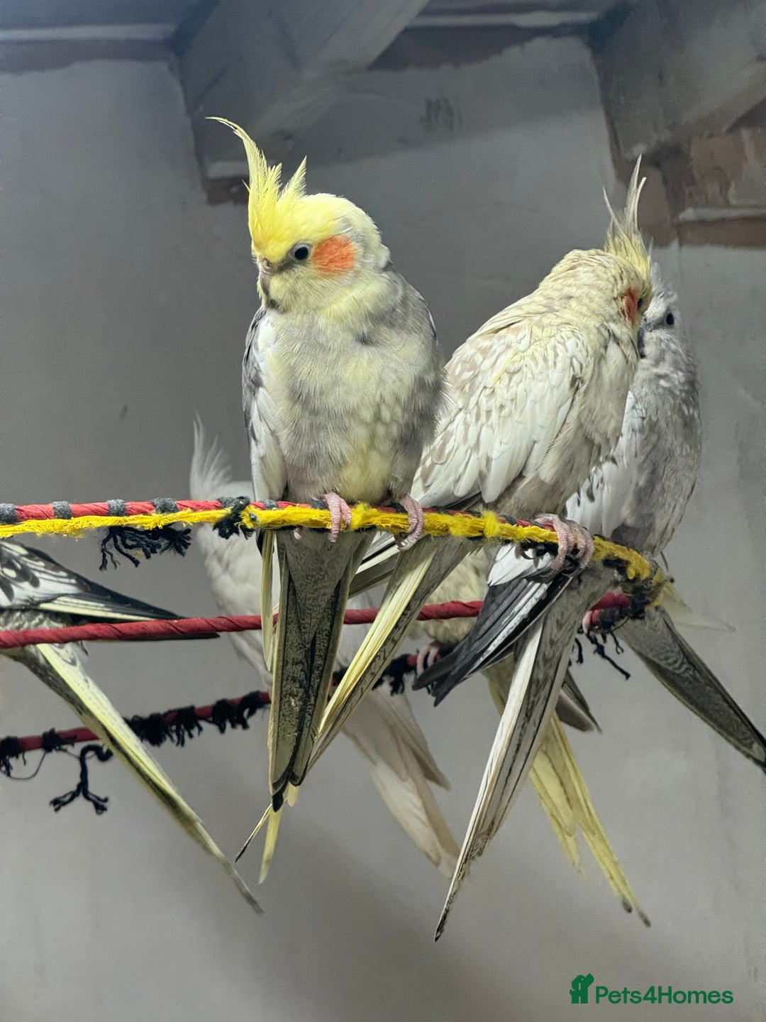 Cockatiels birds for sale: Cockatiel Aviary for sale  - Image 2