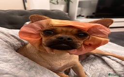 Jug dogs for sale: Jug (Jack Russell & Pug) Female  - Image 5