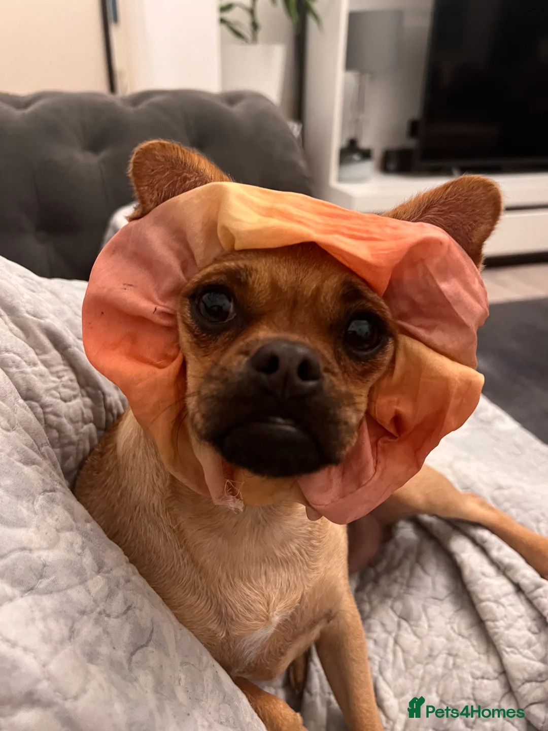 Jug dogs for sale: Jug (Jack Russell & Pug) Female  - Advert 5