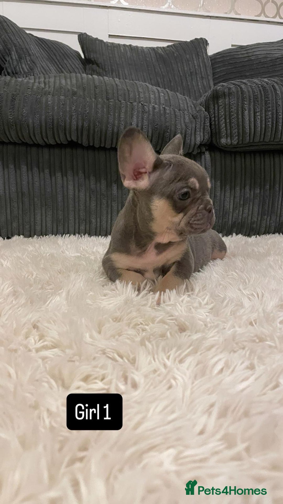 French Bulldog dogs for sale: 8 weeks-Stunning Pink & lilac French bulldog pups  - Image 16