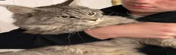 Maine Coon cats for sale: Pedigree Maine Coons - Advert 2