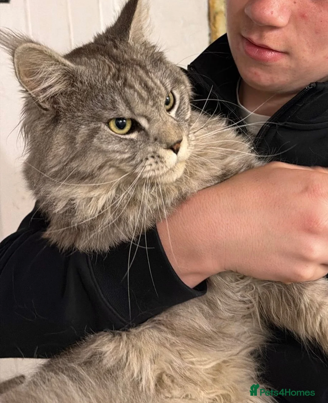 Maine Coon cats for sale: Pedigree Maine Coons - Advert 2
